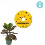 Lock Down Pads - Reefer Madness