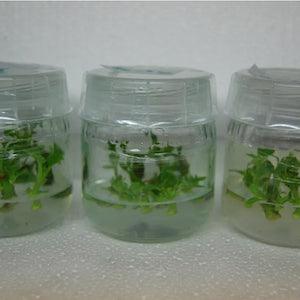 Snap-on Lids for Tissue Culture Jars (30-pack) - Reefer Madness