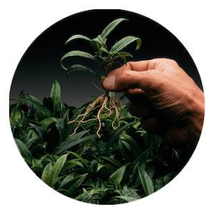 Dip’N Grow 16oz - Reefer Madness