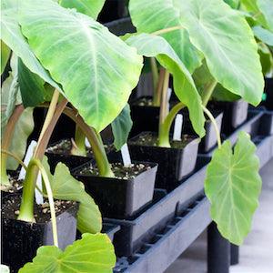 8 Pot 10”x20” Carrier Tray – Fits 5.5” Pots - Reefer Madness